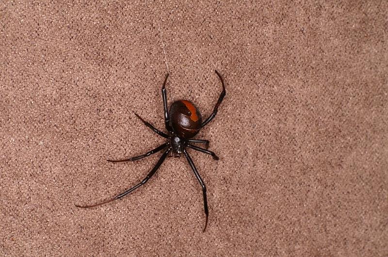 Latrodectus_hasselti_D7215_Z_90_Alexandra hills Brisbane_Australie.jpg